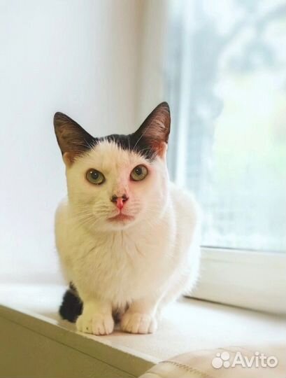 Кошечка с изюминкой