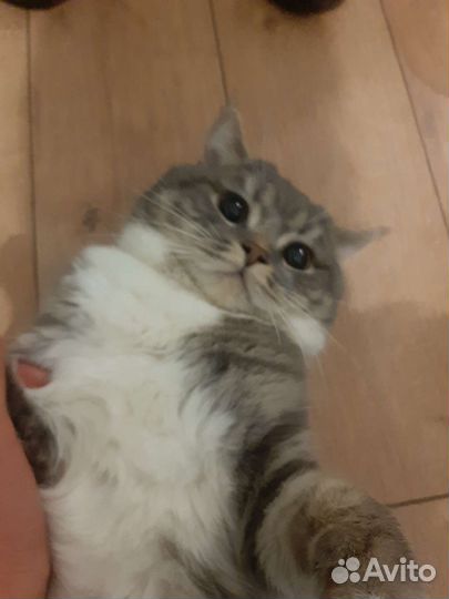 Кот Шотландский