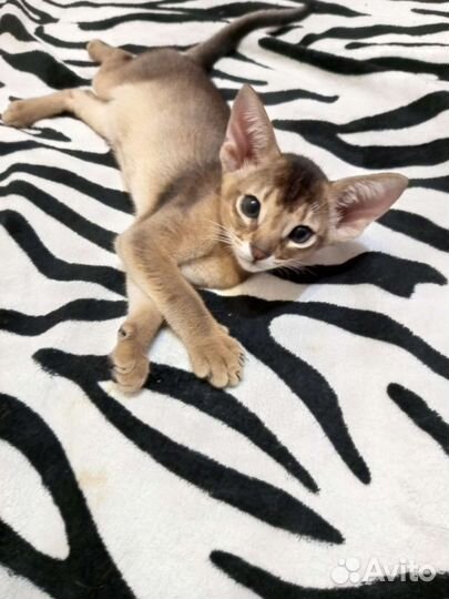 Абиссинский котёнок
