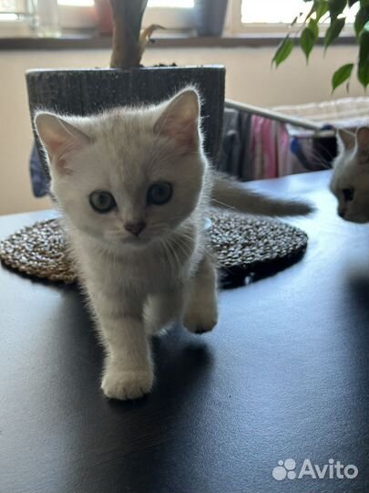 Серебристая шиншилла