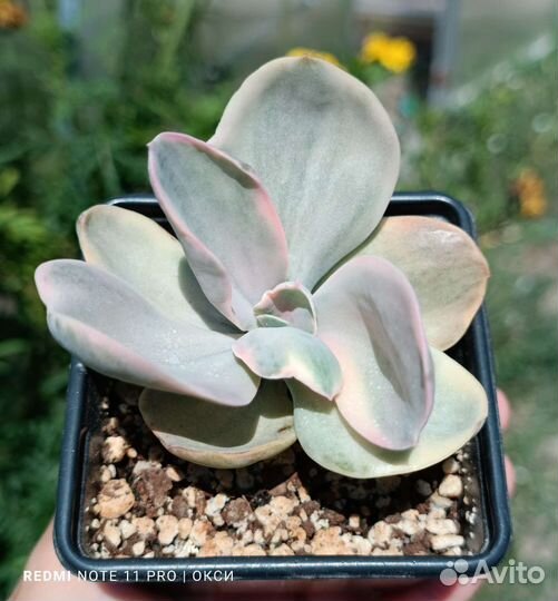 Суккуленты