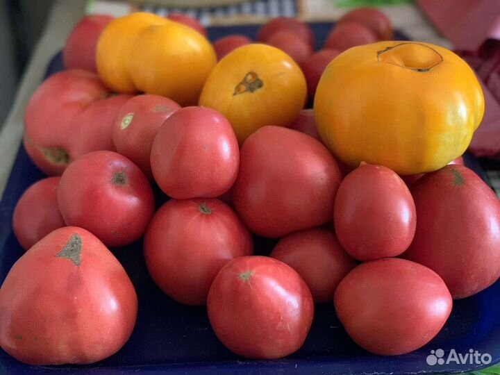 Помидоры