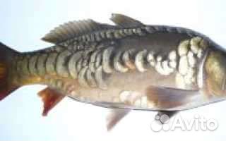 Живая рыба Рыбалка от1кг до1,5кг