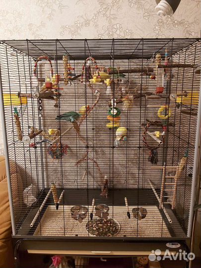 Попугаи неразлучники