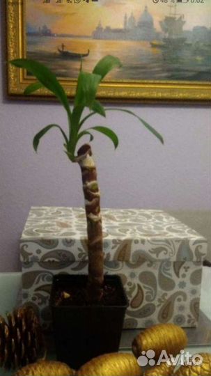 Тысячелистник, папоротник, Юкка, кактус,фикус бенд