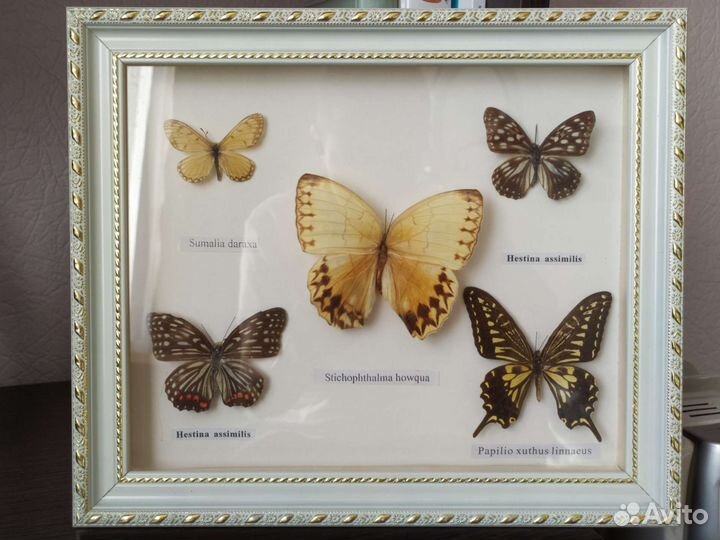 Засушенные бабочки в раме