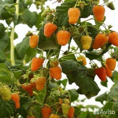 Саженцы малины