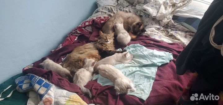 Сиамские котята