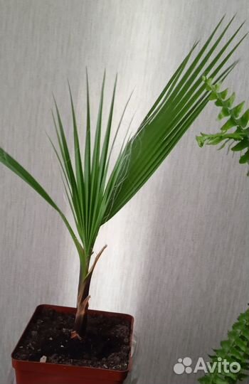 Пальма Вашингтония