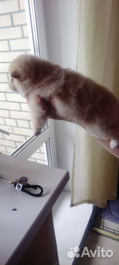 Щенки шпица