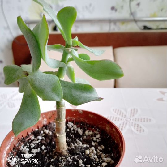 Крассула курчавая