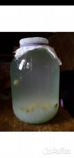 Индийский морской рис