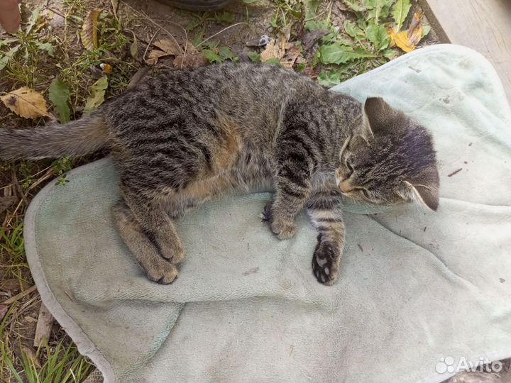Кошки в добрые руки бесплатно