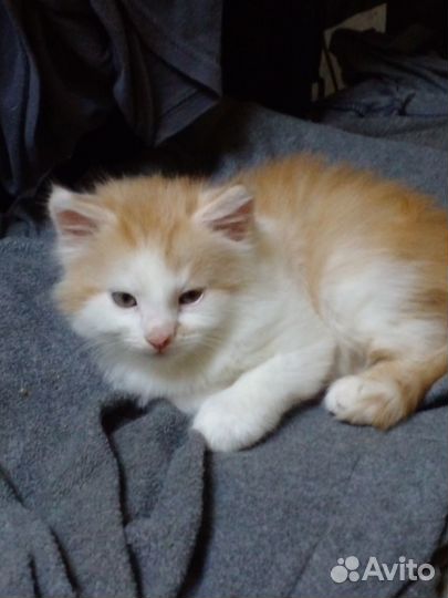 Очаровательный мальчик в добрые руки