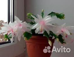 Декабрист шлюмбергера белый