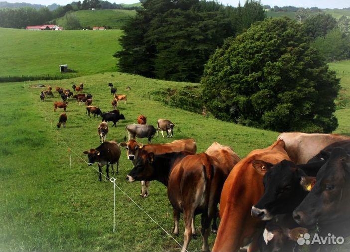 Электропастух agri - 1000 в наличии