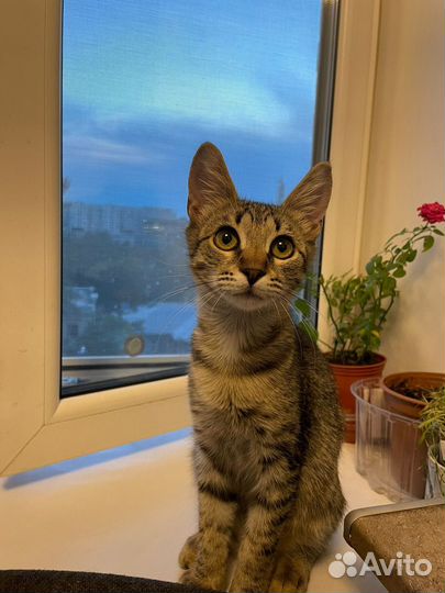 Котёнок улыбака табби мальчик в добрые руки