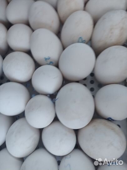 Гусята суточные