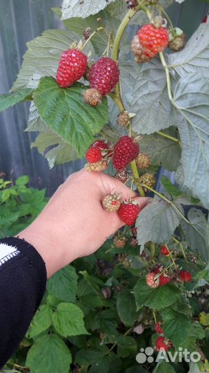 Саженцы ремонтантной малины