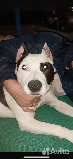 Амстафф щенки