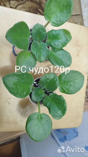 Детки сортовых фиалок