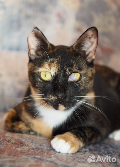 Яркая ласковая кошечка ищет дом