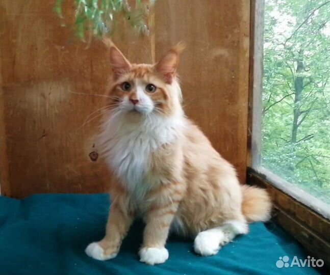 Котик мейн-кун 7 мес