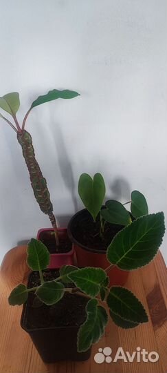 Сансевиерия Хана и другие комнатные цветы