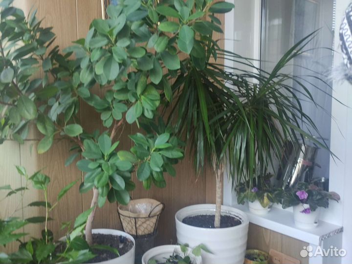 Фикус, Драцена