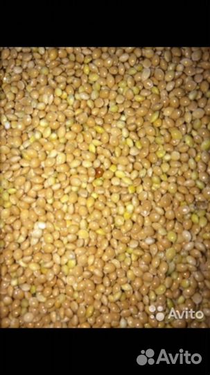 Соя экструдированная и в бобах