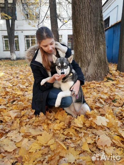 Кинолог Дрессировка собак