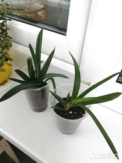 Суккуленты