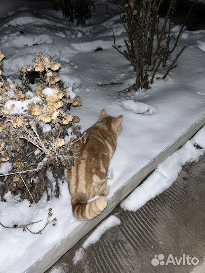 Шотландский кот вязка