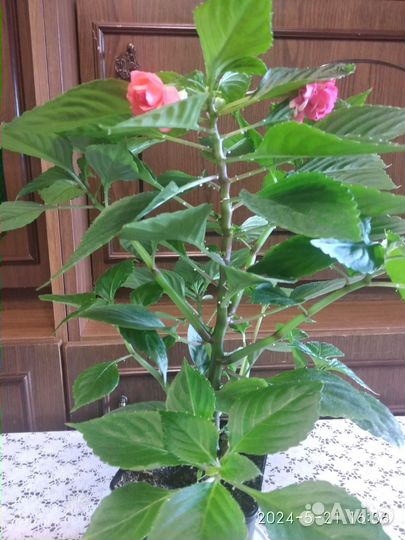 Бальзамин махровый два сорта