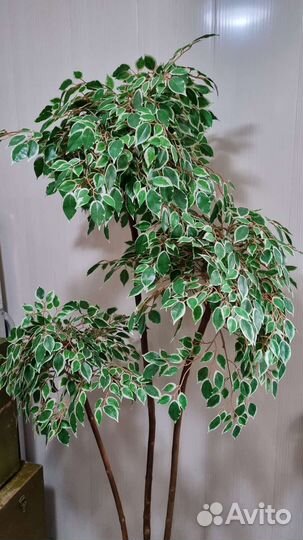 Фикус бенджамина