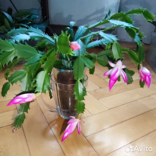 Декабрист шлюмбергера