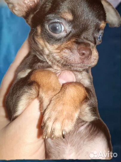 Щенки чихуахуа- маленькое чудо