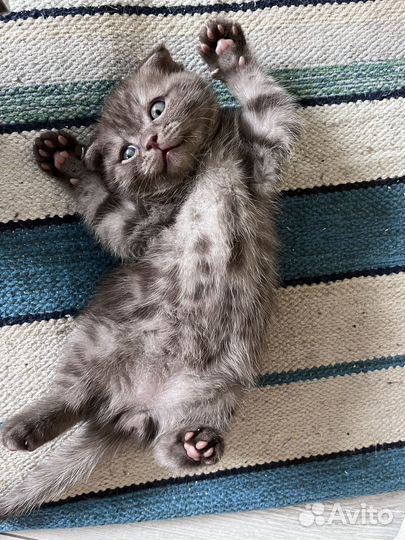 Шотландский вислоухий мальчик