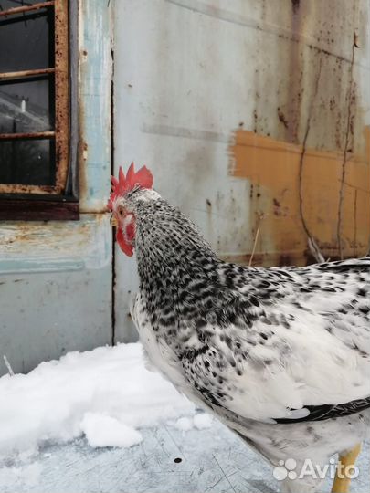 Куры петухи