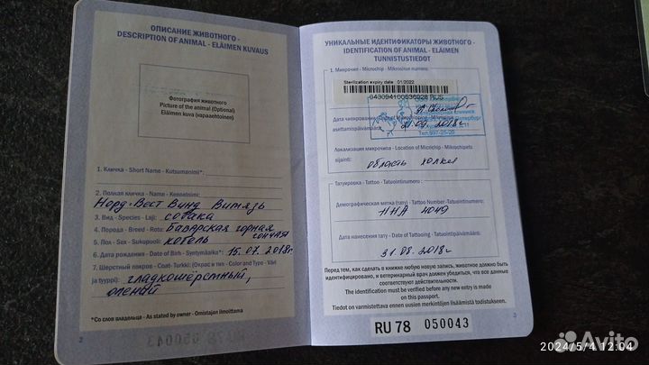 Вязка Баварская горная гончая