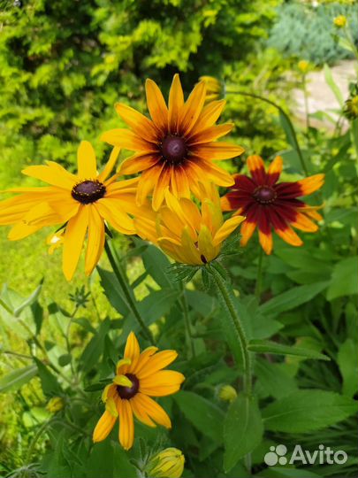 Многолетние цветы для сада