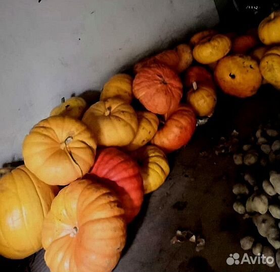 Тыква (хэллоуин, в пищу)