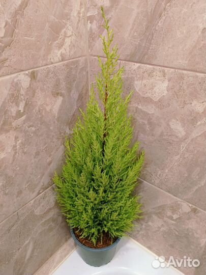 Купрессус голд Вилма(Доставка)