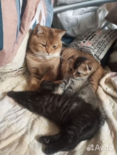 Шотландский вислоухий