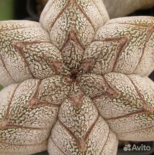 Семена Astrophytum myriostigma cv 'Onzuka' 15семян