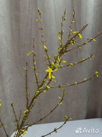 Форзиция метр длина премиум веточки