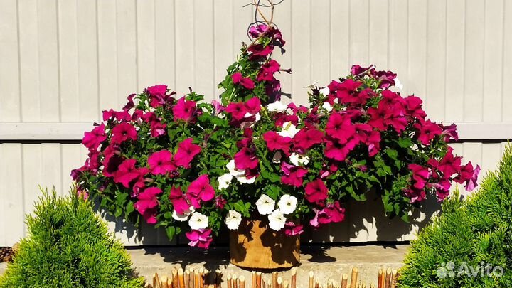 Петуния в кашпо