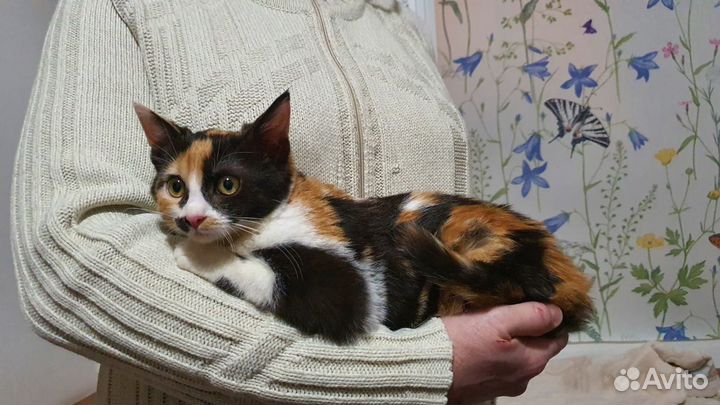 Трехцветная кошечка