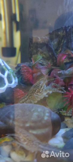 Мраморный рак