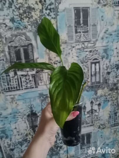 Спатифилум